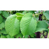 Ulmus glabra ´Camperdownii´ Co20L 10-12