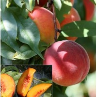 Broskyňa -  Prunus persica 'Harrow Beauty' - stredne skorá Co7.5L