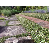 Cotoneaster procumbens ''Queen of Carpet'' Co13