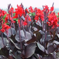 Canna indica ´Red Velvet´ - Kana indická P17