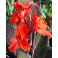 Canna indica ´Red Velvet´ - Kana indická P17