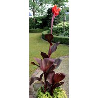 Canna indica ´Red Velvet´ - Kana indická P17