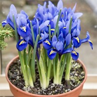 Iris reticulata ´Harmony´ Co9
