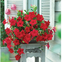 Mandevilla hybrida ´Grande Red´ Co3,25L  70/80