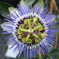 Mučenka - Passiflora caerulea ´Clear Sky´ P24  80/100