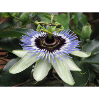 Mučenka - Passiflora caerulea ´Clear Sky´ P24  80/100