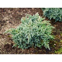 Borievka šupinatá - Juniperus squamata 'Blue Star' Co10L 30/40