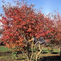 Muchovník kanadský - Amelanchier canadensis ´October Flame´ Co30L 125/150