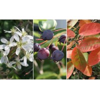 Muchovník lamarckov - Amelanchier lamarckii  Co6,5L 60/80