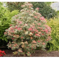 Pieris japonica ´Flaming Silver´ Co2L  20/30