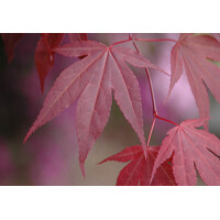 Javor dlaňolistý Bloodgood - Acer palmatum 'BLOODGOOD' Co10L 60/70