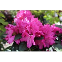Rododendrón - Rhododendron ´Rocket´ Co7,5L 40/50