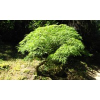 Javor dlaňolistý - Acer palmatum  'Dissectum Viridis' Co18L  km80