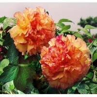 Pivonka drevitá - Paeonia Suffruticosa 40/50 -oranžová