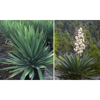 Yucca gloriosa Co4L 30/40