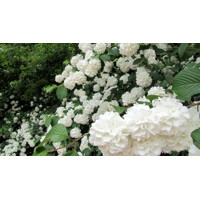 Kalina obyčajná - Viburnum opulus ´Roseum´ Co1,5L