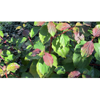 Cornus sanguinea ´Winter Beauty´ Co2L 30/40