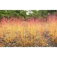 Cornus sanguinea ´Winter Beauty´ Co2L 30/40
