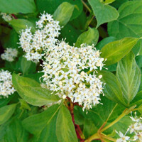 Cornus sanguinea ´Winter Beauty´ Co2L 30/40