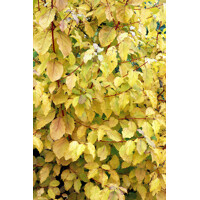 Cornus sanguinea ´Winter Beauty´ Co2L 30/40