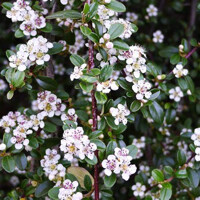 Cotoneaster procumbens ''Queen of Carpet'' Co11