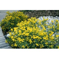 Kručinka lýdijská - Genista lydia  Co1L 15/20