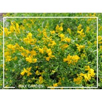 Kručinka lýdijská - Genista lydia  Co1L 15/20
