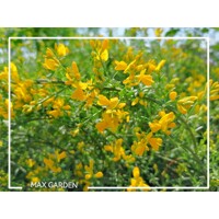 Kručinka lýdijská - Genista lydia  Co1L 15/20