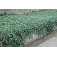 Borievka ´Ice Blue´ – Juniperus horizontalis | modrý pôdopokryvný ihličnan