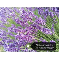 Levanduľa úzkolistá  -  Lavandula angustifolia 'Hidcote Blue'  Co2L 15/20