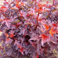 Tavoľa kalinolistá  - Physocarpus opulifolius ´Little Angel´ Co1L  30/40