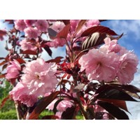 Čerešňa pilovitá - Prunus serrulata 'Royal Burgundy' Co18L 6-8