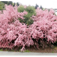 Tamariška - Tamarix tetrandra´ Co2L 40/60