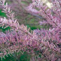 Tamariška - Tamarix tetrandra´ Co2L 40/60
