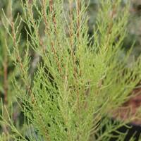 Tamariška - Tamarix tetrandra´ Co2L 40/60