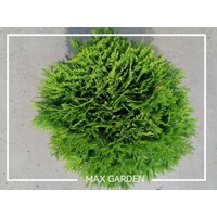 Tuja západná - Thuja occidentalis ´Danica´ Co5L 30/35