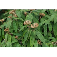 Kalina vrásčitolistá - Viburnum rhytidophyllum Co3L  40/50
