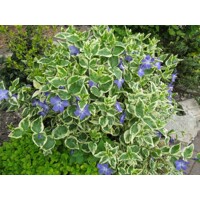 Zimozeleň väčšia - Vinca major ´Varegiata´V9 15/20