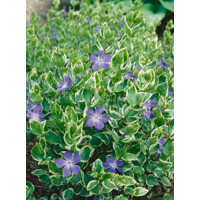 Zimozeleň väčšia - Vinca major ´Varegiata´V9 15/20
