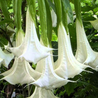 Brugmansia - Anjelská trúba - biela