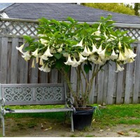 Brugmansia - Anjelská trúba - biela