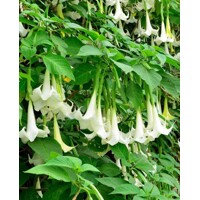 Brugmansia - Anjelská trúba - biela