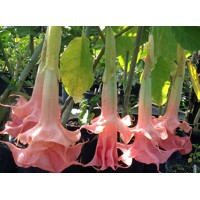Brugmansia - Anjelská trúba - ružová