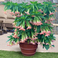 Brugmansia - Anjelská trúba - ružová