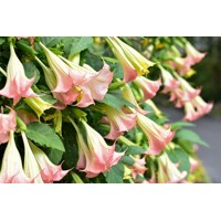 Brugmansia - Anjelská trúba - ružová