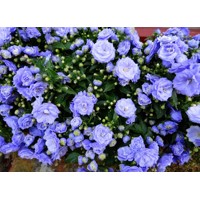 Campanula haylodgensis ´Blue Bali´ Co10,5