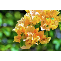 Bougainvillea - žltá P17