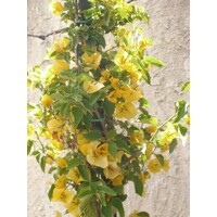 Bougainvillea - žltá P17