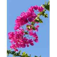 Bougainvillea - veľkokvetá ružová P17