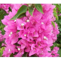 Bougainvillea - ružová P17